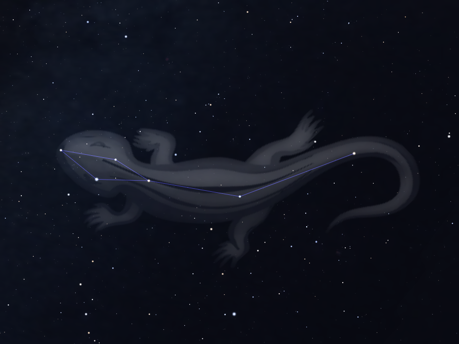 Constellation du Lézard